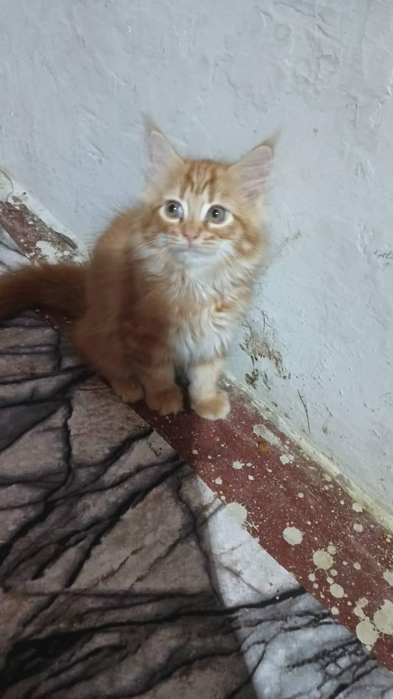 kitten's 3
