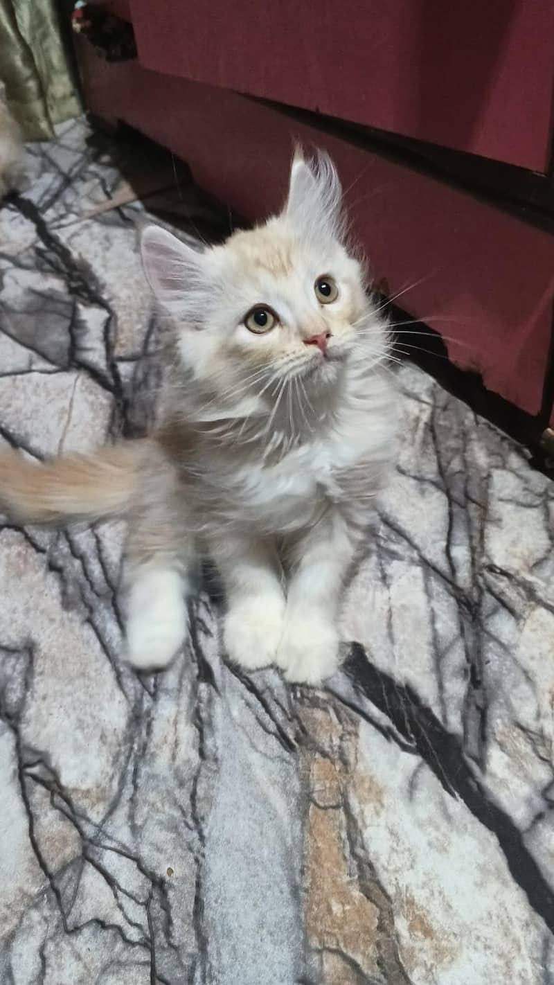 kitten's 4