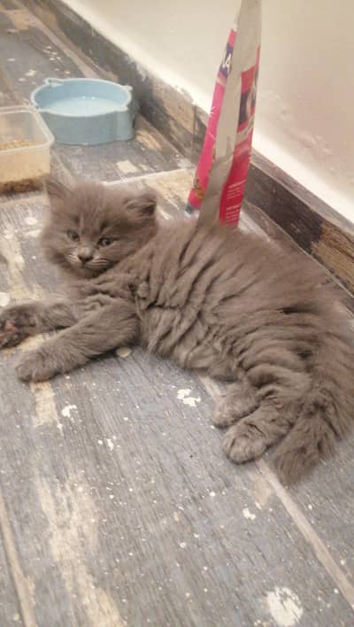 British long haired *triple coated*