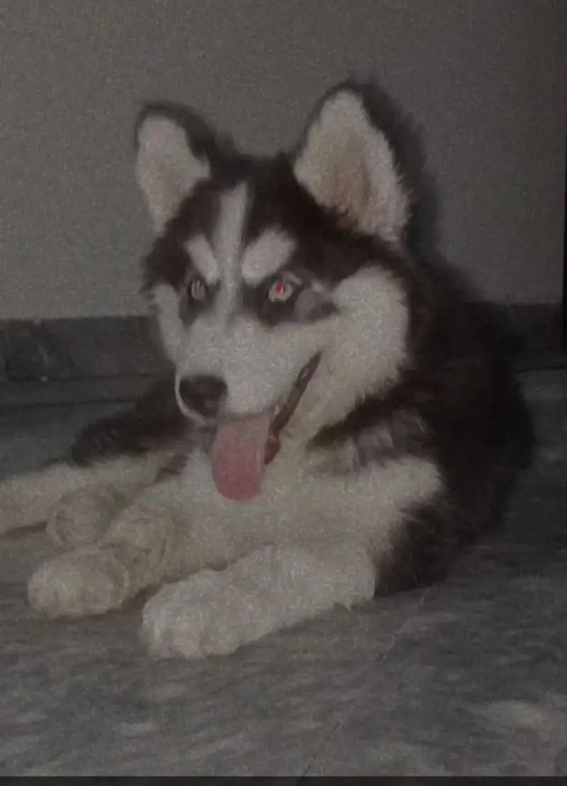 Husky puppy