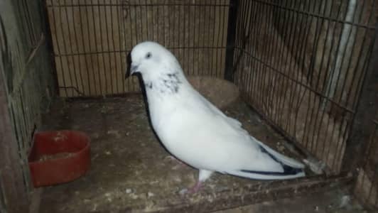 Kalduma Male