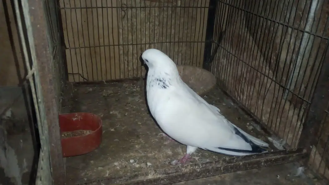 Kalduma Male — photo 3