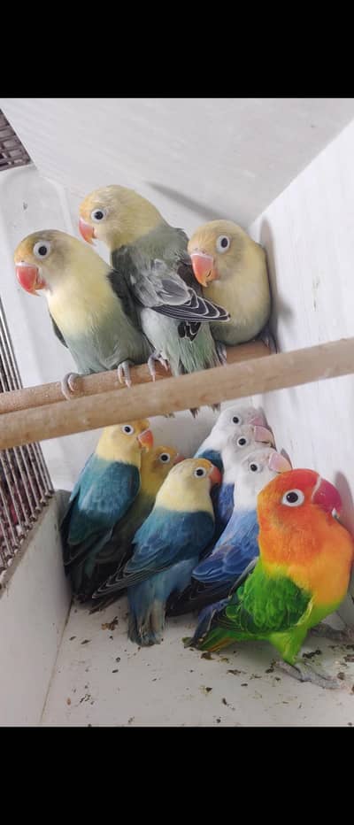 Mix Lovebirds possible split dun fallows