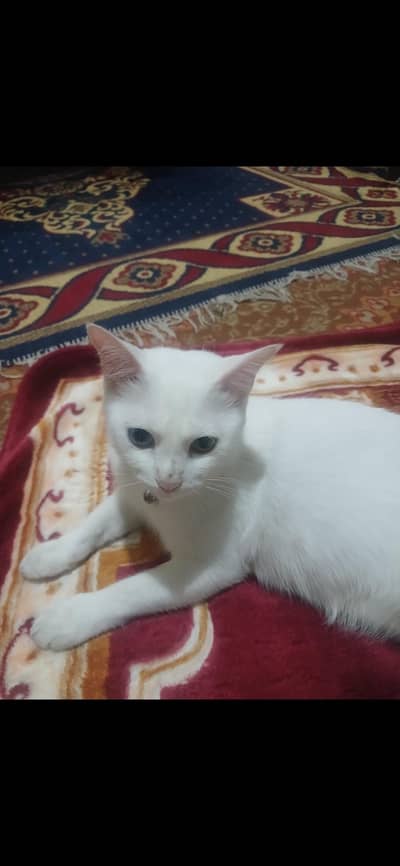 Female Cat for Adoption – Loving Home Required