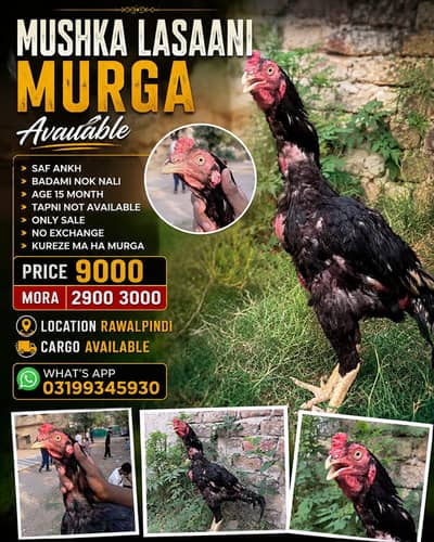 MUSHKA LASAANI MURGA AVAILABLE [URGENT SALE]