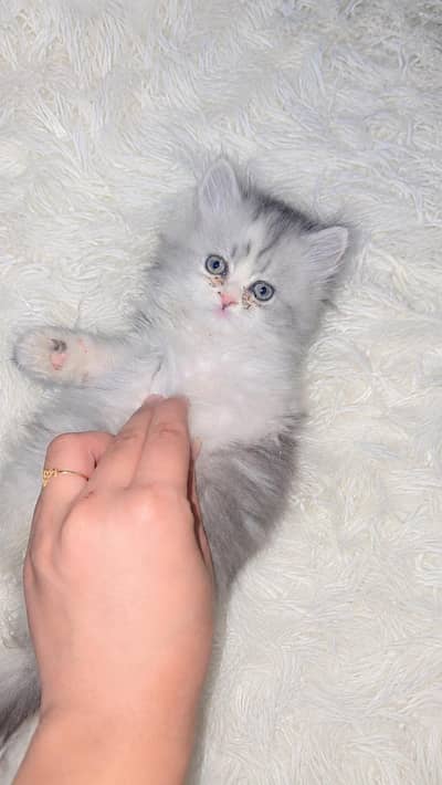 Cute Persian Cat (Litter Trained & Active) for Sale