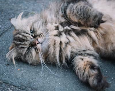 pure Persian male