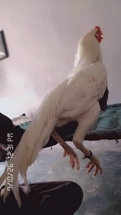Heera aseel