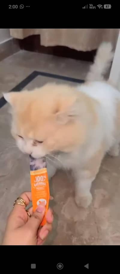 Persian cat