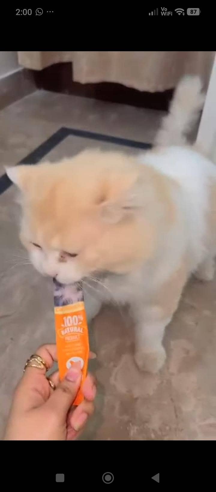 Persian cat 0