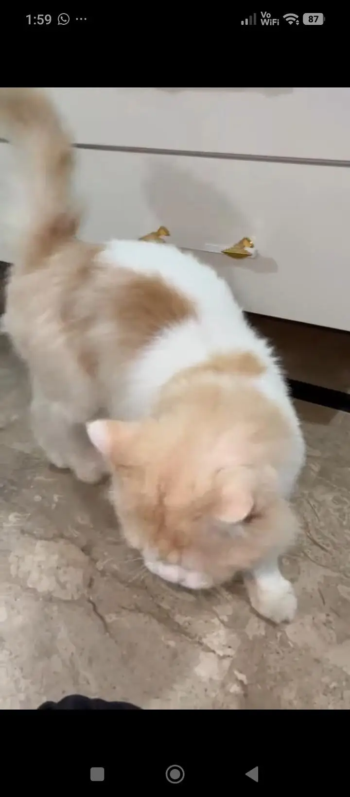 Persian cat — photo 2