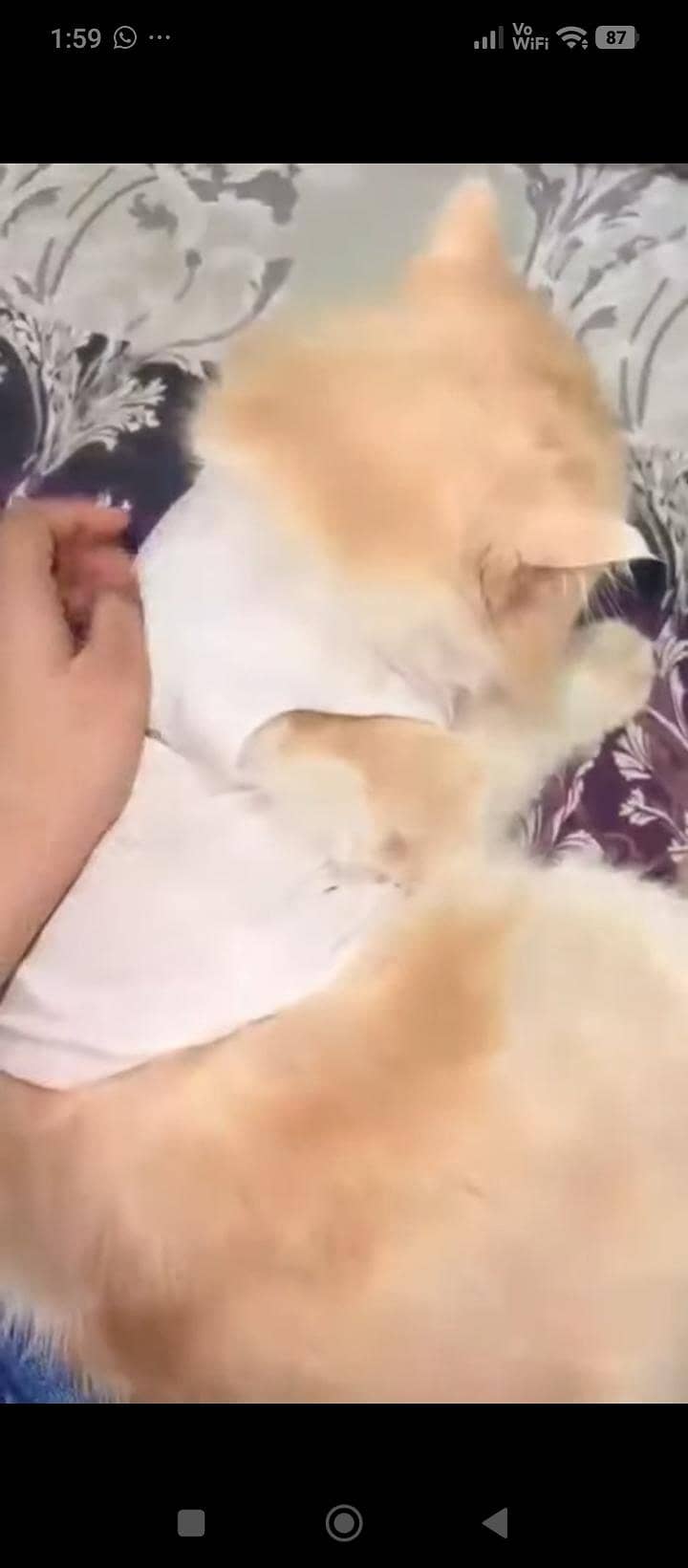 Persian cat 2