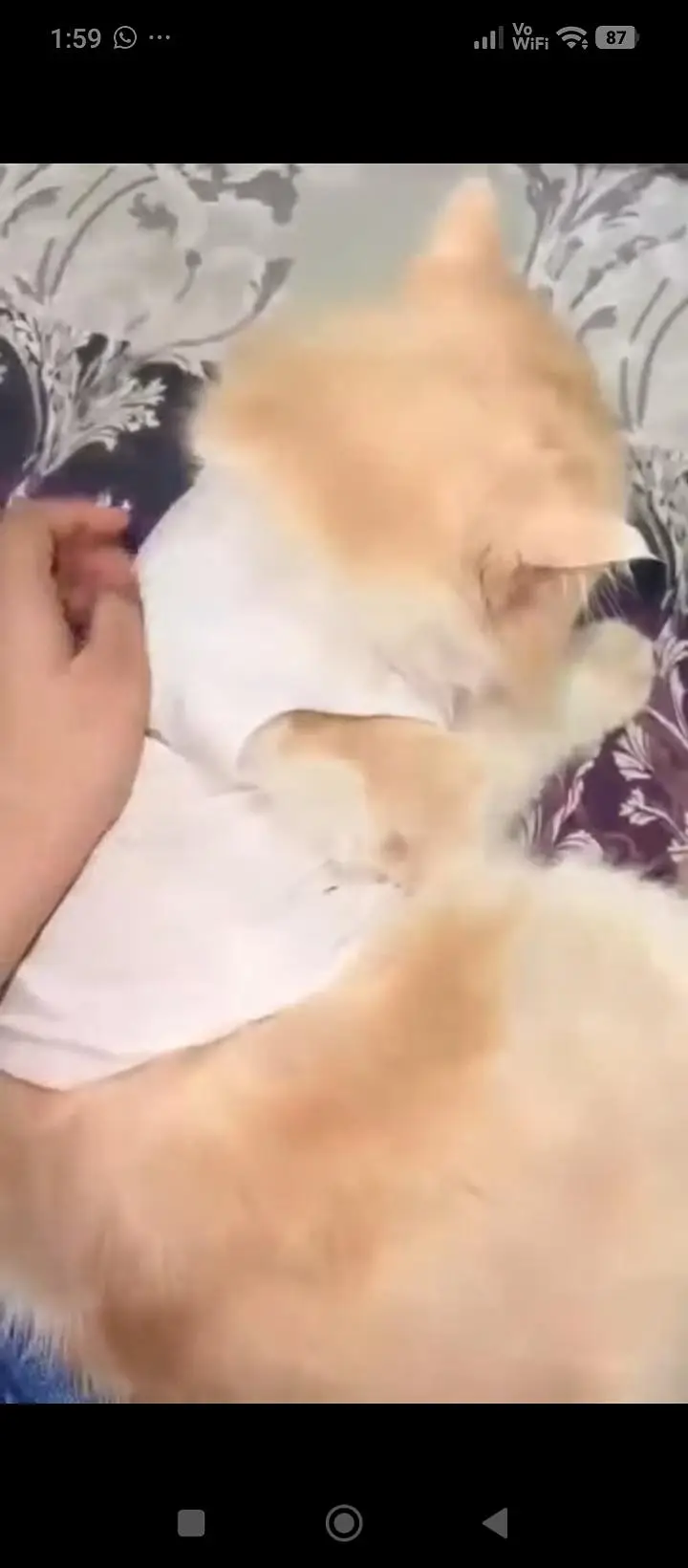 Persian cat — photo 3