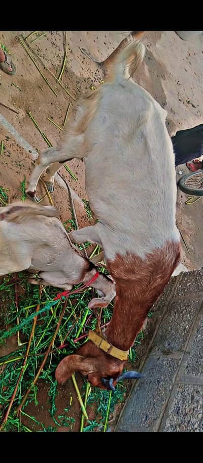 bakri with kid WhatsApp only