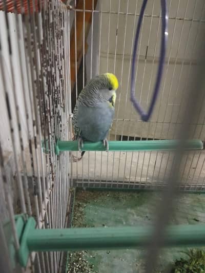 A best pair of budgie in low rate