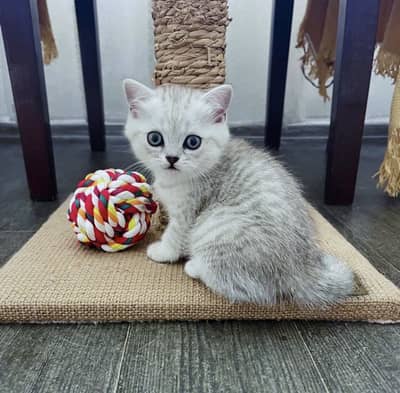 British Shorthair Kitten