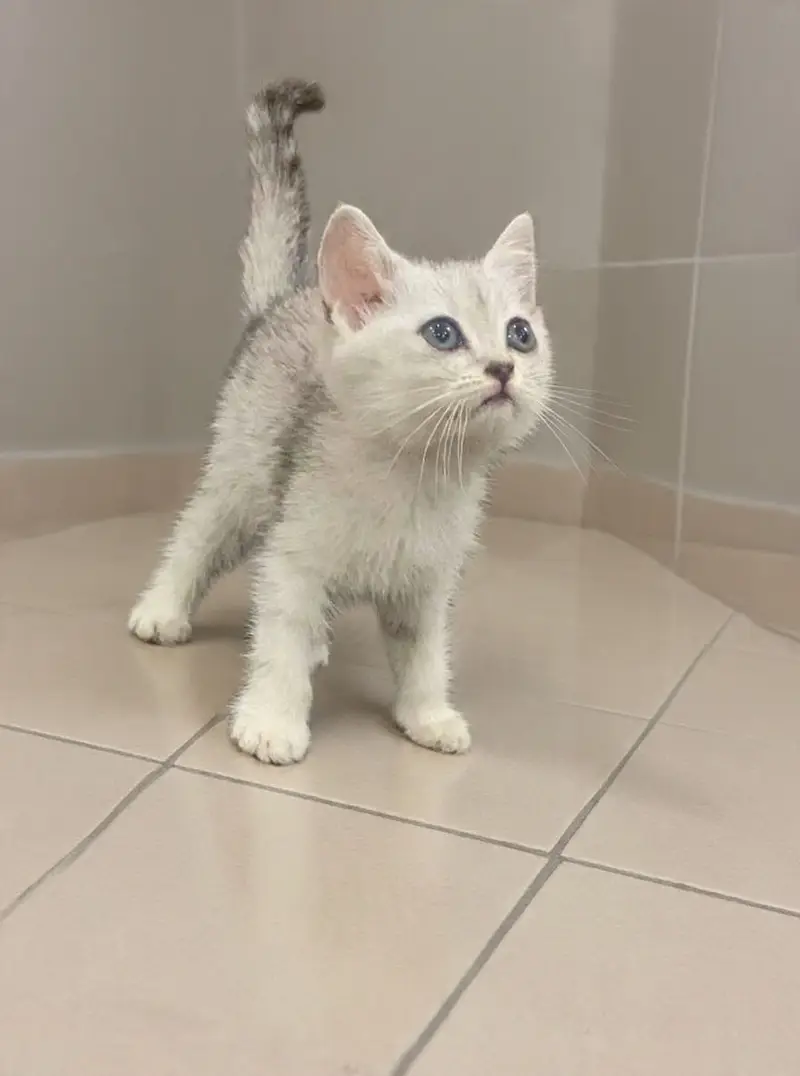 British Shorthair Kitten — photo 2