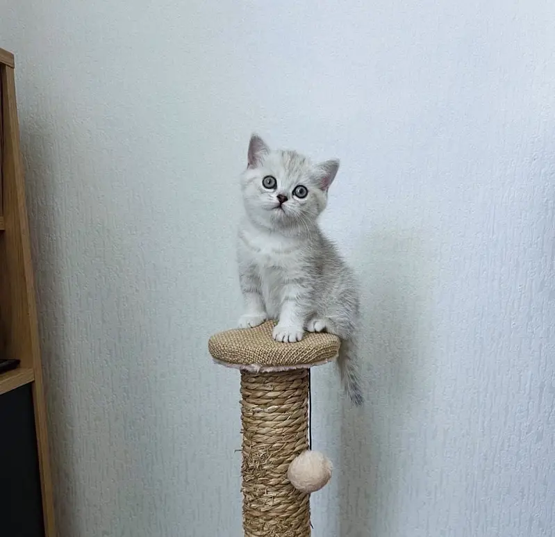 British Shorthair Kitten — photo 4