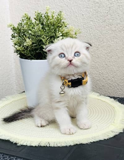 Scottish Fold Seal Point Kitten