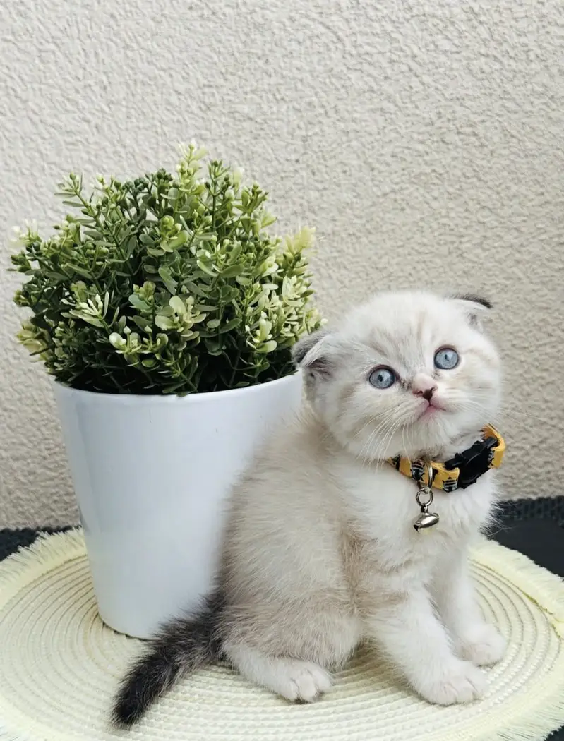 Scottish Fold Seal Point Kitten — photo 2