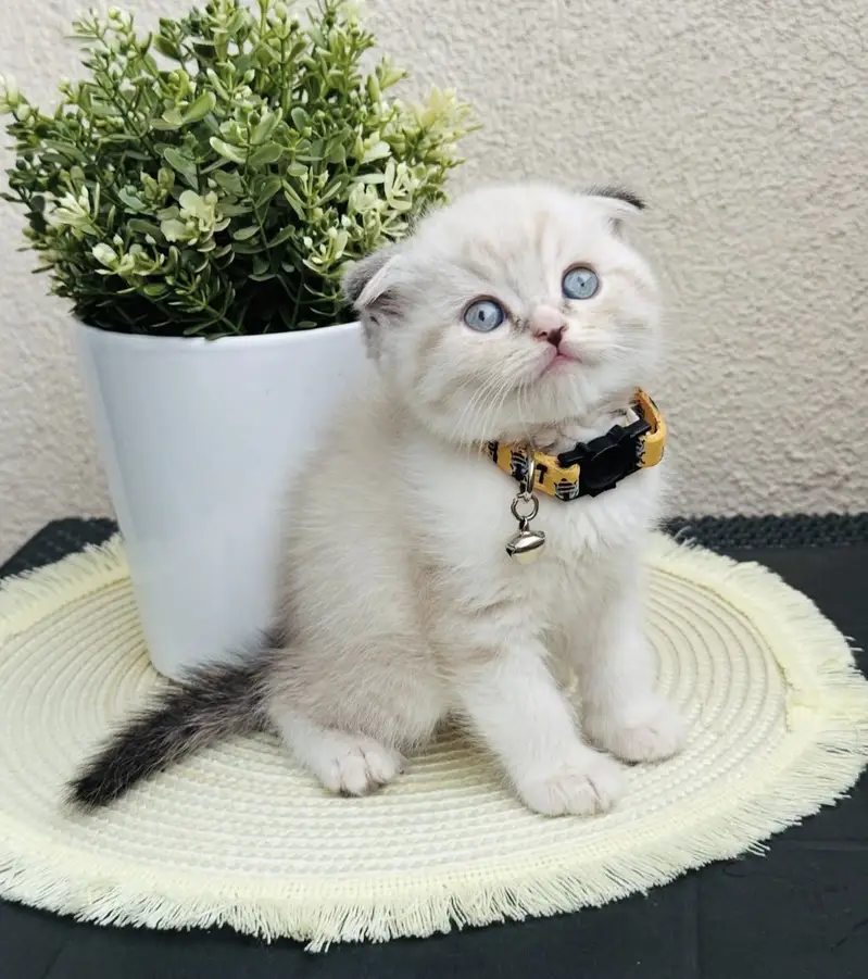 Scottish Fold Seal Point Kitten — photo 3