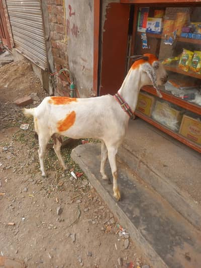 Goat Bakri GabN 1 Month