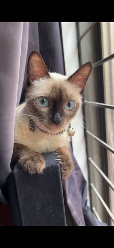 Siamese cat