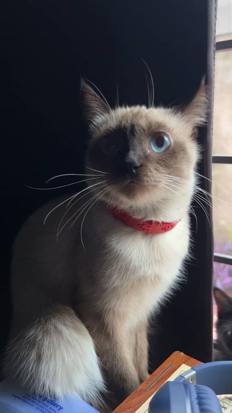 Siamese cat 1
