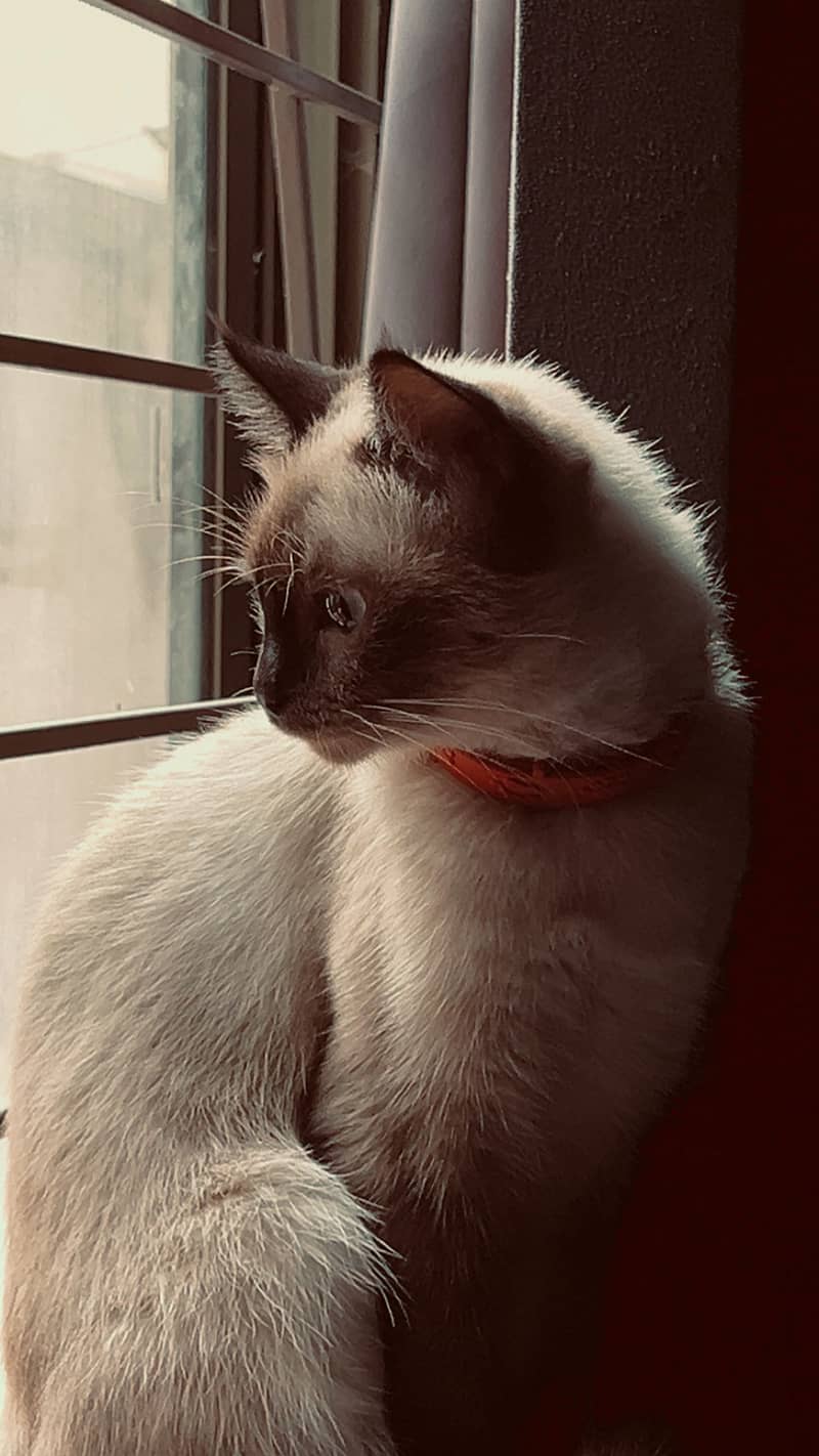 Siamese cat 2