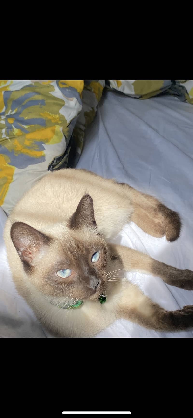 Siamese cat 3
