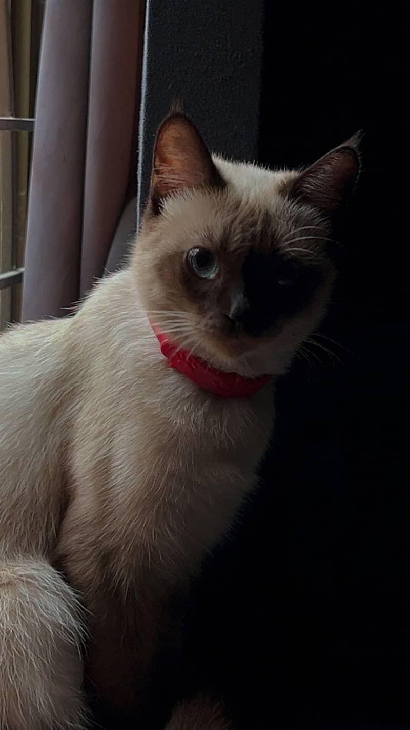 Siamese cat 4