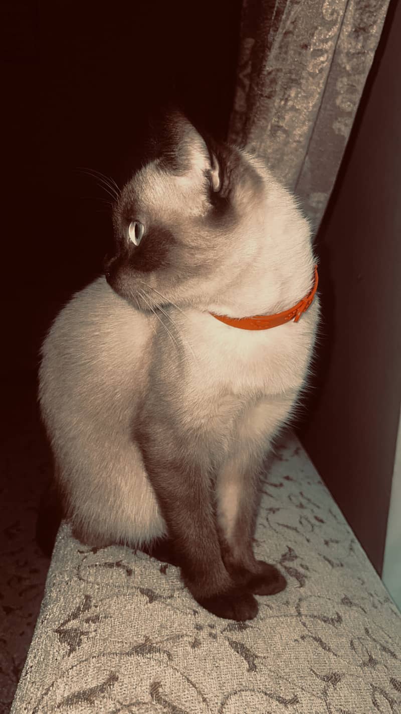 Siamese cat 5