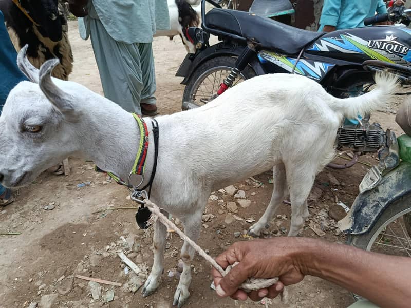 bakra 0