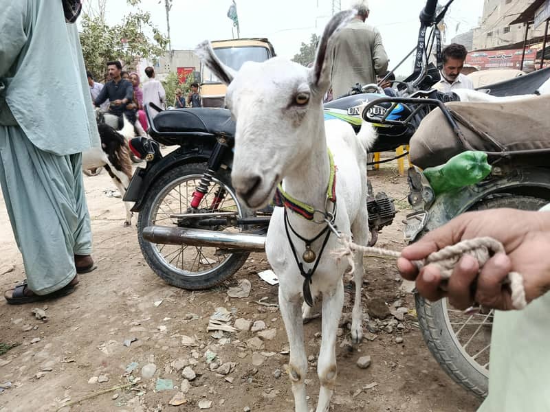 bakra 1