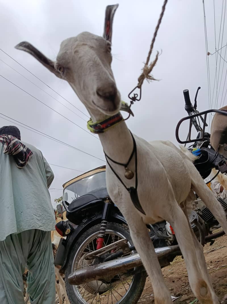 bakra 2