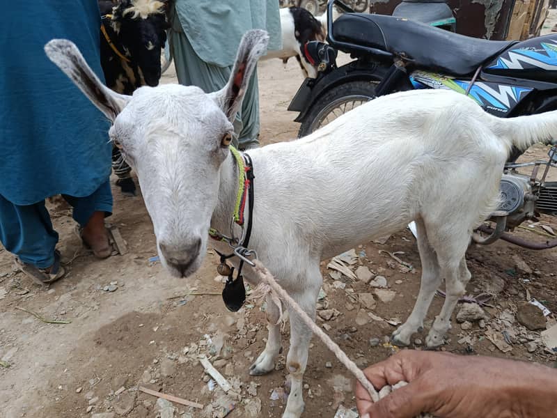 bakra 3