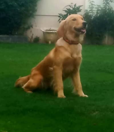 top quality golden retriever kcp pedigree female on heat