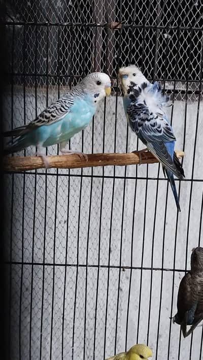 blue bf split Male