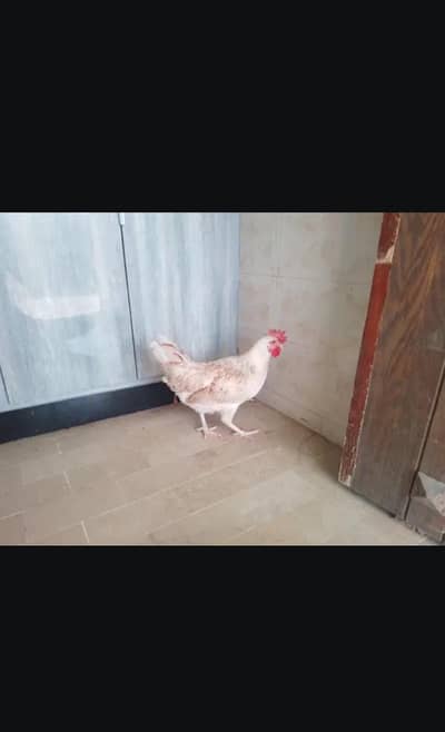 sell a pair of hen murga farmi hai aur murgi misri rooz andai dati hai