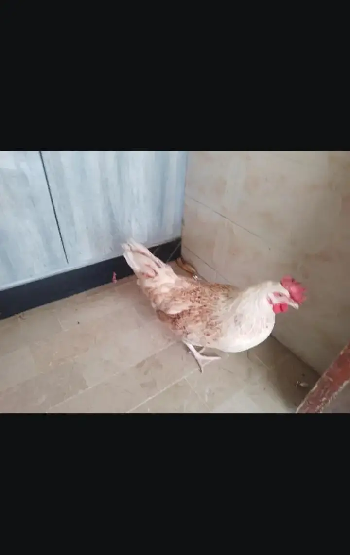 sell a pair of hen murga farmi hai aur murgi misri rooz andai dati hai — photo 2