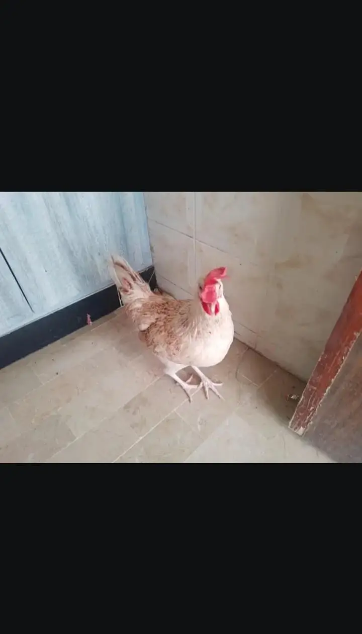sell a pair of hen murga farmi hai aur murgi misri rooz andai dati hai — photo 3
