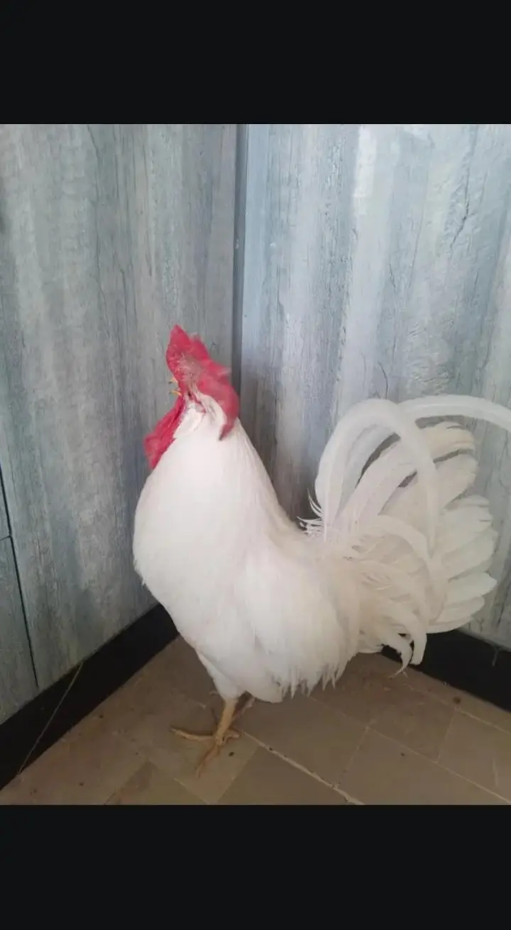 sell a pair of hen murga farmi hai aur murgi misri rooz andai dati hai — photo 4
