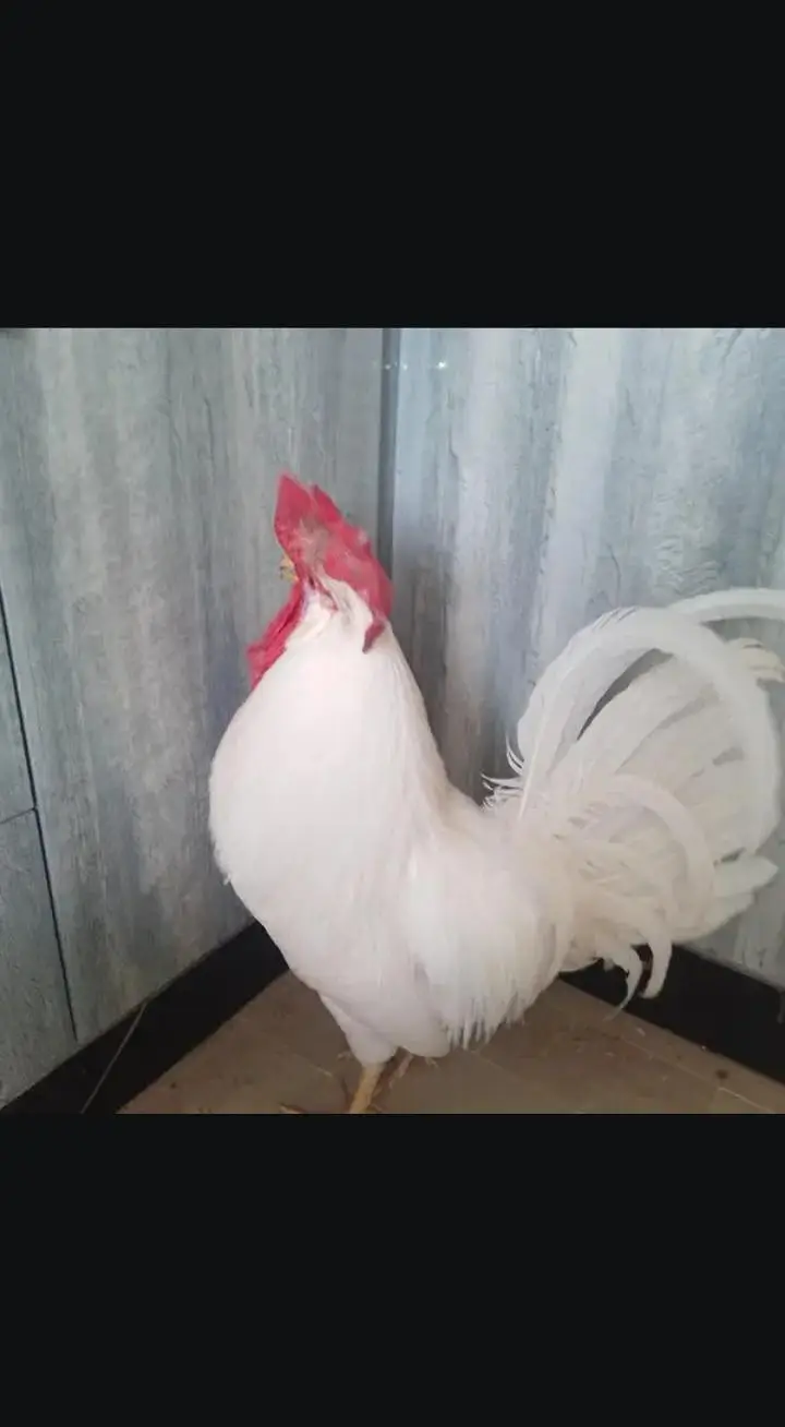 sell a pair of hen murga farmi hai aur murgi misri rooz andai dati hai — photo 5