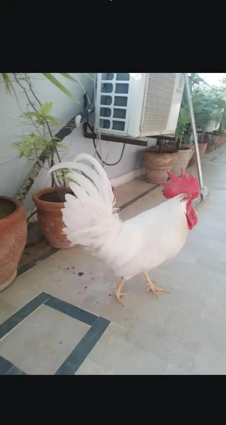 sell a pair of hen murga farmi hai aur murgi misri rooz andai dati hai — photo 6
