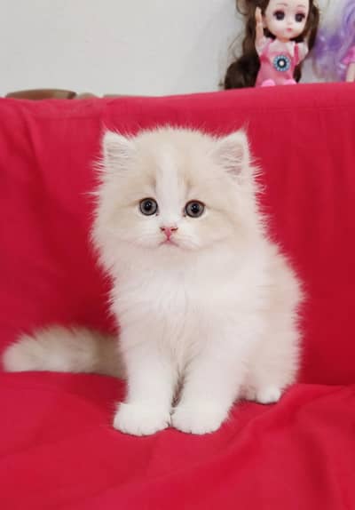 cute and healthy kittens for sale