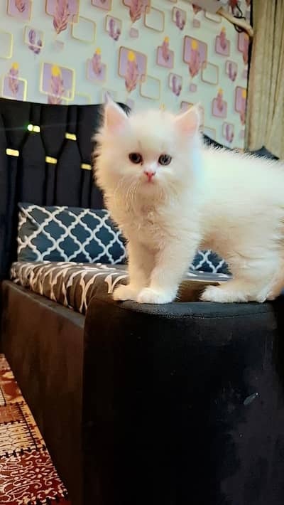 cute persion kitten