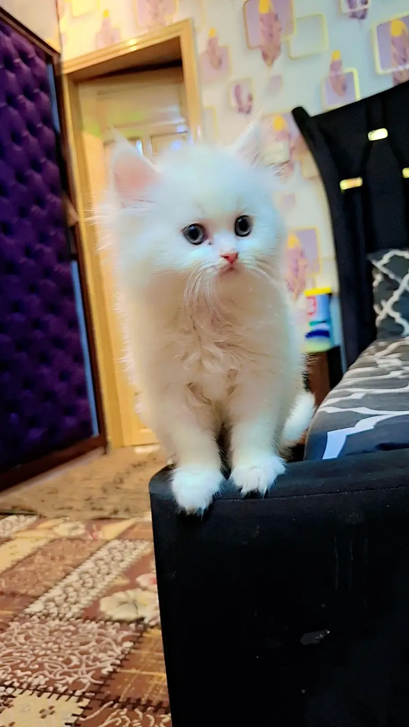 cute persion kitten — photo 2