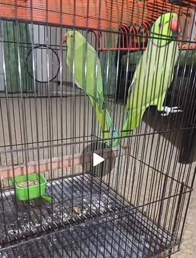 Green Ringneck breeder pair with cage and box.