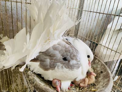 Splash Saddle Mark White Fantail Breeder Pair no 03173761424