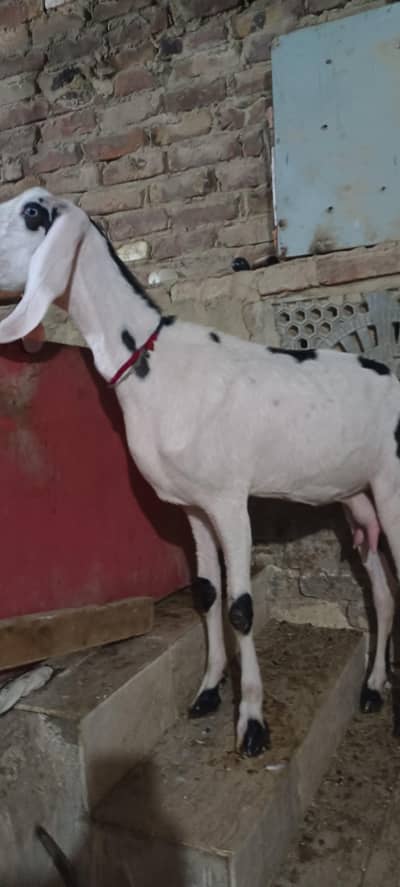 ablak gulabi rajanpuri